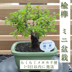ニレケヤキ　小品盆栽　キムタク　サンダンカ　花盆栽　太幹 ニレケヤキ 小品盆栽 キムタク サンダンカ 花盆栽 太幹