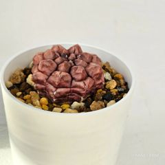 ①〚ギムノカリキウム デイドリーム〛Gymnocalycium Daydream　サボテン ポット発送