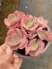 専用‼︎多肉植物^o^  大きめスヨンカット苗セット 楽天市場】生産者直送！多肉カット苗（15個）とセダム1苗 寄せ