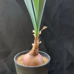 キルタンサス　オブリクス　巻きの強いクローン　球根一つ キルタンサス オブリクス 巻きの強いクローン 球根一つ