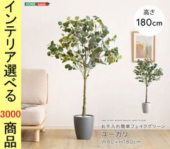 ユーカリ ポポラス苗 190㎝❗ 大型10号 綺麗な樹形 ❗シルバーグリーン