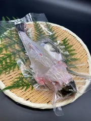 【発送前に調理】国産 《活》とらふぐ身欠 内容量600g(１匹分)