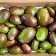 沖縄県産 漬物用 青マンゴー・グリーンマンゴー1kg