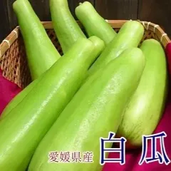 ポポ!!不揃い白瓜！６ｋｇ ポポ!!不揃い白瓜！6kg 2025年最新】白瓜の人気アイテム