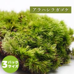 【高原の苔】 アラハシラガゴケ アラハオキナゴケ ヤマゴケ 苔テラリウム 苔 パック 明るい日陰向き オープンからクローズ 密閉容器向け L(１２ｃｍ×１９ｃｍ)外寸