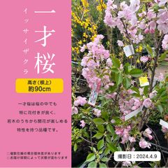 一才桜（大）