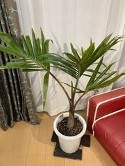 トックリヤシ A6 現物販売 室内 インテリア オフィス 観葉植物