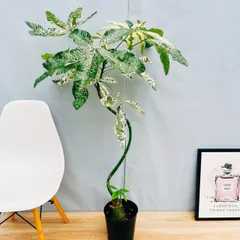 超希少❗️幹曲がり❗️パキラ　ミルキーウェイ✨ 斑入り パキラ ミルキーウェイ レア 希少 85㎝ No.384 | 香り屋