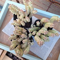 ☆ファンタジー☆クラッスラ　多肉植物