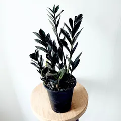 2025年最新】ザミオクルカス レイヴンの人気アイテム - メルカリ