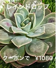 レインドロップ 多肉植物 多肉 コブエケ バンプ