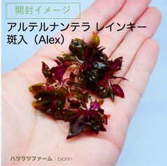 （１袋）（組織培養）アルテルナンテラ レインキー 斑入”アレックス”