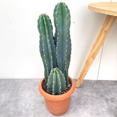 インドボダイジュ　5【現品】観葉植物　室内　6号 インドボダイジュ 5【現品】観葉植物 室内 6号 - メルカリ