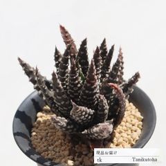 冬の星座 TK173 ハオルチア 7.5ｃｍポット おすすめ販売 写真の子をお届け 特定販売
