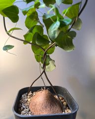 輸入株】コミフォラ sp ピンネイトリーブス - メルカリ