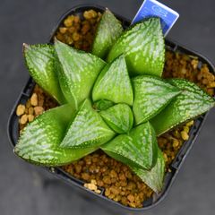 ハオルチア ⭐️闇の森⭐️ 極上品　美苗　美品　発根済み。 Yahoo!オークション - 35 ハオルチア 多肉植物【繁殖苗】闇の森