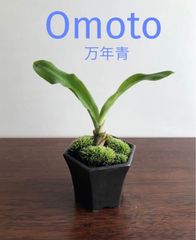 ミニ盆栽　万年青　瀬戸焼（黒マット）