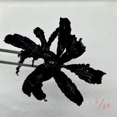ブセファランドラ　クダガン　水草　水中育成　1株