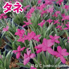 【花のタネ】アッツ桜　赤　ロードヒポキシス　3球セット　地植え　庭植え