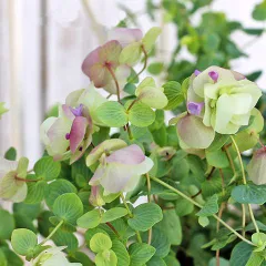 スモークツリー とかすみ草のフライングリースオレガノケントビューティー