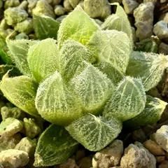 多肉植物　10cm超　❁︎モンロー錦　未発根 多肉植物 10cm超 ❁︎モンロー錦 未発根
