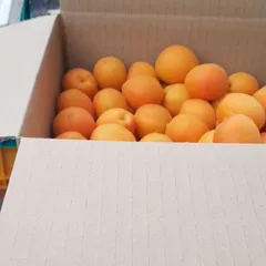 ✴️終了✴️信州千曲市あんず信陽クール🆒のサムネイル