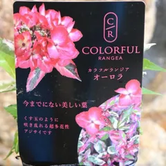 2025年最新】大栄花園の人気アイテム - メルカリ