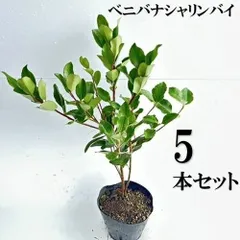 【5本セット】ベニバナシャリンバイ樹高0.4ｍ前後15cmポット