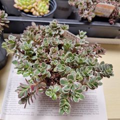 ☆トリカラー　セダム　多肉植物