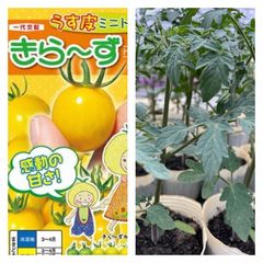 ミニトマト苗‼️薄皮ミニトマトきらーず8本‼️