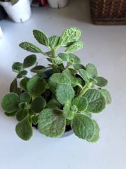アロマティカス　多肉植物