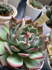 エケベリア　多肉　桃太郎　多肉植物　プレステラ 90 ポットごと
