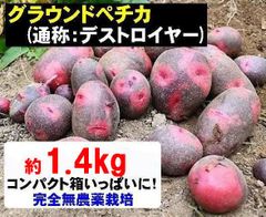 デストロイヤー(グラウンドペチカ)　約1.4kg　新じゃがいも　グランドペチカ　完全無農薬【農家直送】