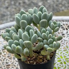 なおこ追加あられ⑱大きめ!❣️ ももホイップ❣️6苗メルカリ便送料込 2025年最新】#コマップの多肉の人気アイテム - メルカリ