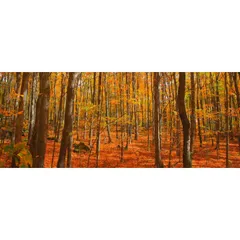 絵画風 壁紙ポスター (はがせるシール式) 紅葉ともみじの森 秋の森林浴 樹木 黄葉 癒し パノラマ キャラクロ KYO-104P1 (パノラマ版 1440mm×576mm) ＜日本製＞ ウォールステッカー お風呂ポスター