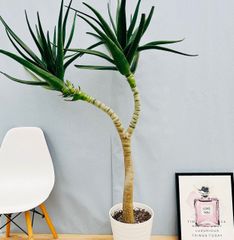 ［現品］【希少】大迫力！　39番　アロエ　メデューサ　10号　観葉植物　室内　大型　レア　屋外　おしゃれ　多肉植物　トンガエンシス