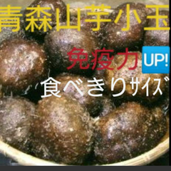 青森産丸いも小玉セット1キロ(山芋)