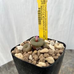 コノフィツム オブコルデラム ケレンアヌス変種(55281)