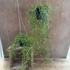 2025年最新】ホヤ 植物 レツーサの人気アイテム - メルカリ