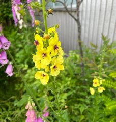 バーバスカム　黄色　種50粒　花の種