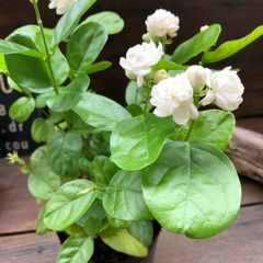 ポットごと　八重ジャスミン♡茉莉花♡ガーデニング♡八重咲き