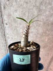 【現品限り】パキポディウム・グラキリス【A25】 Pachypodium gracilius【植物】塊根植物 夏型 コーデックス