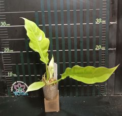 Philodendron 'Golden Crocodile'