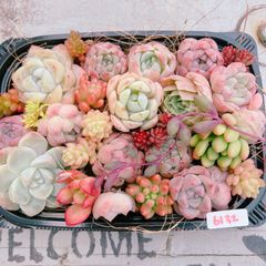 多肉植物 寄せ植えset♡6132