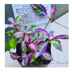 2025年最新】大栄花園 アジサイの人気アイテム - メルカリ