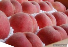 ☆7名様先着お値引き品☆【等級秀品です☆】山梨産もも８〜１０玉箱☆白鳳桃☆黄金☆