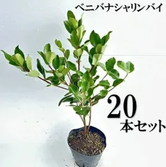 【20本セット】ベニバナシャリンバイ樹高0.4ｍ前後15cmポット
