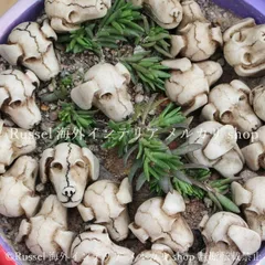 ガーデンオブジェ 犬 顔 スカル ガイコツ 骸骨 20個セット 小さくてかわいい 樹脂 庭 いぬ アニマル ガーデンオーナメント  ガーデニング 雑貨 ガーデン雑貨 ガーデンインテリア ガーデン インテリア 庭の装飾 お洒落 おしゃれ 8-14