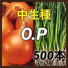 玉ねぎ苗‼️各種‼️ソニック、赤玉ねぎ、ネオアース、OP、もみじ3号、ケルタマ