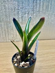 ネオレゲリア ディアブロ ネグロ Neoregelia 'Diablo Negro'(ampullacea x 'Royal Flush') x pauciflora　キンクマ農園☆N0005